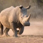Rhino in South Africa