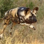 African wild dog in South Africa