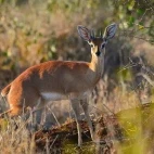 Steenbok in South Africa