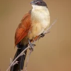 Burchell's coucal in South Africa