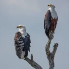 African fish eagle in South Africa