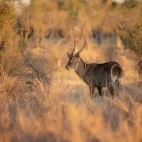Waterbuck in South Africa