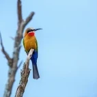 White-fronted bee-eater in South Africa