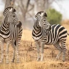 Zebra in South Africa