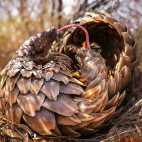 Pangolin in Kalahari Private Reserve, South Africa