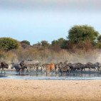 Waterhole scene in Kalahari Private Reserve, South Africa.