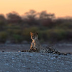 Cheetah in Kalahari Private Reserve, South Africa
