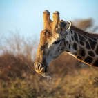 Giraffe in Kalahari Private Reserve, South Africa.