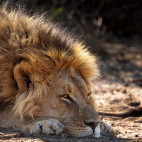 Lion in Kalahari Private Reserve, South Africa.