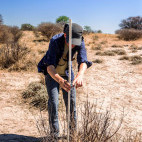Tree conservation in Kalahari Private Reserve, South Africa.