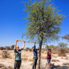 Tree conservation in Kalahari Private Reserve, South Africa.