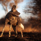 Wild dog in Kalahari Private Reserve, South Africa