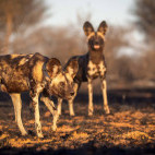 Wild dogs in Kalahari Private Reserve, South Africa.
