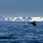 Humpback whale in Deception Island, Antarctica