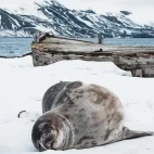 Weddell seal in South Shetland Islands, Antarctica