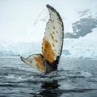 Humpback whale in South Shetland Islands, Antarctica