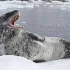 Leopard seal in Antarctica.