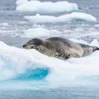 Leopard seal sleeping on the ice in Antarctica.