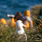 Black browed albatross in Antarctica.