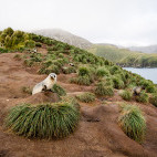 Fur seals at scenic overlook in Antarctica.