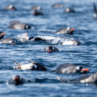 Gentoo penguins in Antarctica.