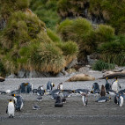 King penguins and elephant seals on a beach in Antarctica.