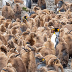 King penguins in Antarctica.