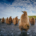 Penguins in Antarctica.