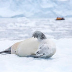 Crabeater seal in Antarctica.