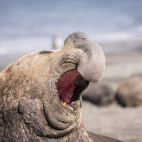 Elephant seal in Antarctica.
