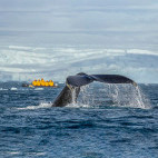 A whale tail with Zodiac behind in Antarctica.