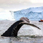 A whale tail with Zodiac behind in Antarctica.