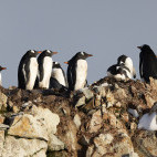 Gentoo penguins in Antarctica.