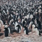 Adélie penguin colony in Antarctica.