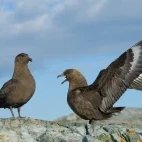 Skuas in Antarctica.