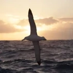 Albatross flying at sunset, in Antarctica.