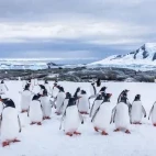 Gentoo penguin colony in Antarctica.