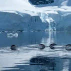Gentoo penguins in the water, in Antarctica.