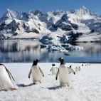 Gentoo penguins on ice, in Antarctica.