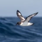 Cape petrel in Antarctica.
