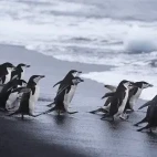 Chinstrap penguins in Antarctica.
