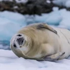 Crabeater seal on ice, in Antarctica.