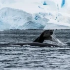 Humpback fluke in Antarctica.