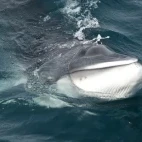 Minke whale surfacing in Antarctica.
