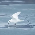 Snow petrel eating, in Antarctica.