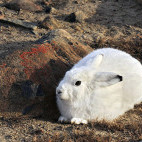 Arctic hare in Scoresby Sund, Greenland. 