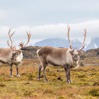 Arctic reindeer in Greenland.