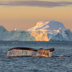 A whale diving in Greenland.