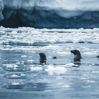 Hooded seal in Greenland.