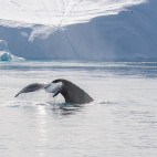 Humpback whale tail in Greenland.